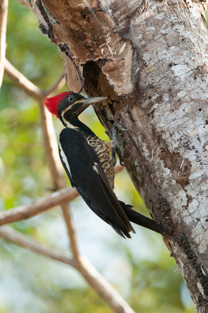 lineated-woodpecker-6951