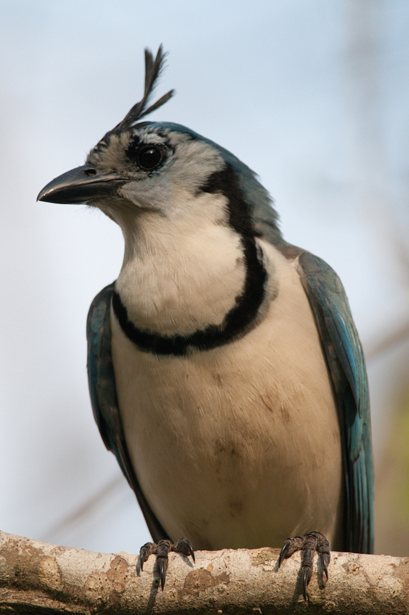 white-throated-magpie-jay-4813